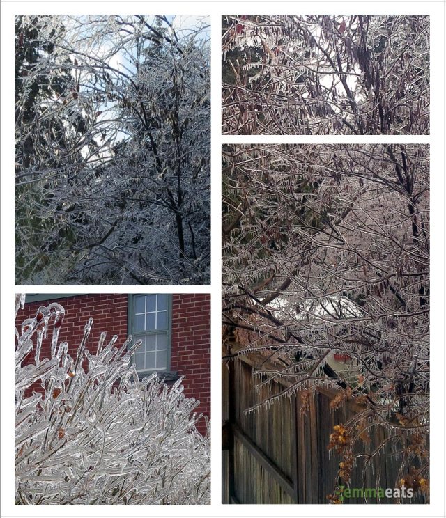 Icy Trees and Shrubs - Toronto Ice Storm 2013 | EmmaEats
